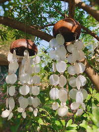 Two handmade capiz shell wind chimes with coconut shell tops hanging from a tree branch outdoors surrounded by green leaves