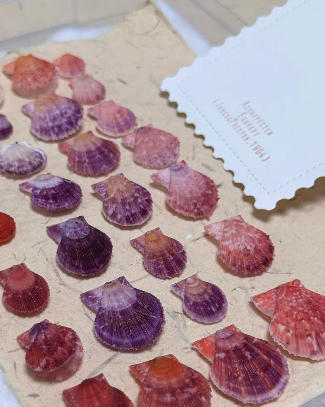 Collection of vibrant purple and red scallop shells arranged on natural fiber paper board next to a vintage specimen label card, showcasing the shells' fan-shaped ridged texture and rich color gradient