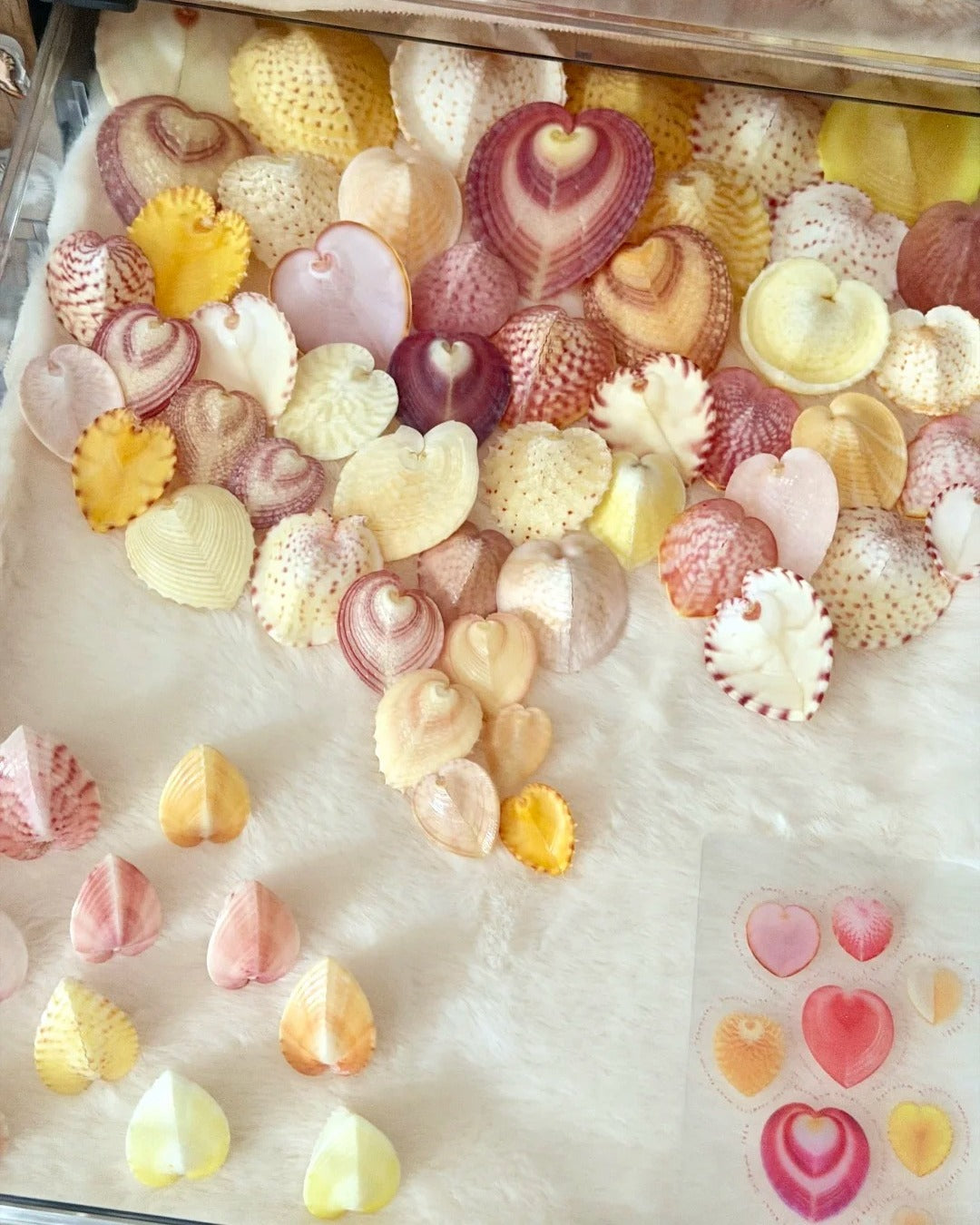 Large collection of heart-shaped cockle shells in pink, purple, yellow and cream tones arranged on white fabric in a display tray, with a small watercolor painting of heart shells in the corner