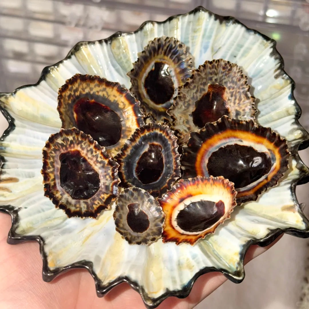 Hand holding a large iridescent green and cream ruffled scallop shell dish filled with multiple limpet shells showing their dark brown and amber concentric ring interiors
