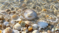 Beautiful natural seashells on beach sand with soft sunlight