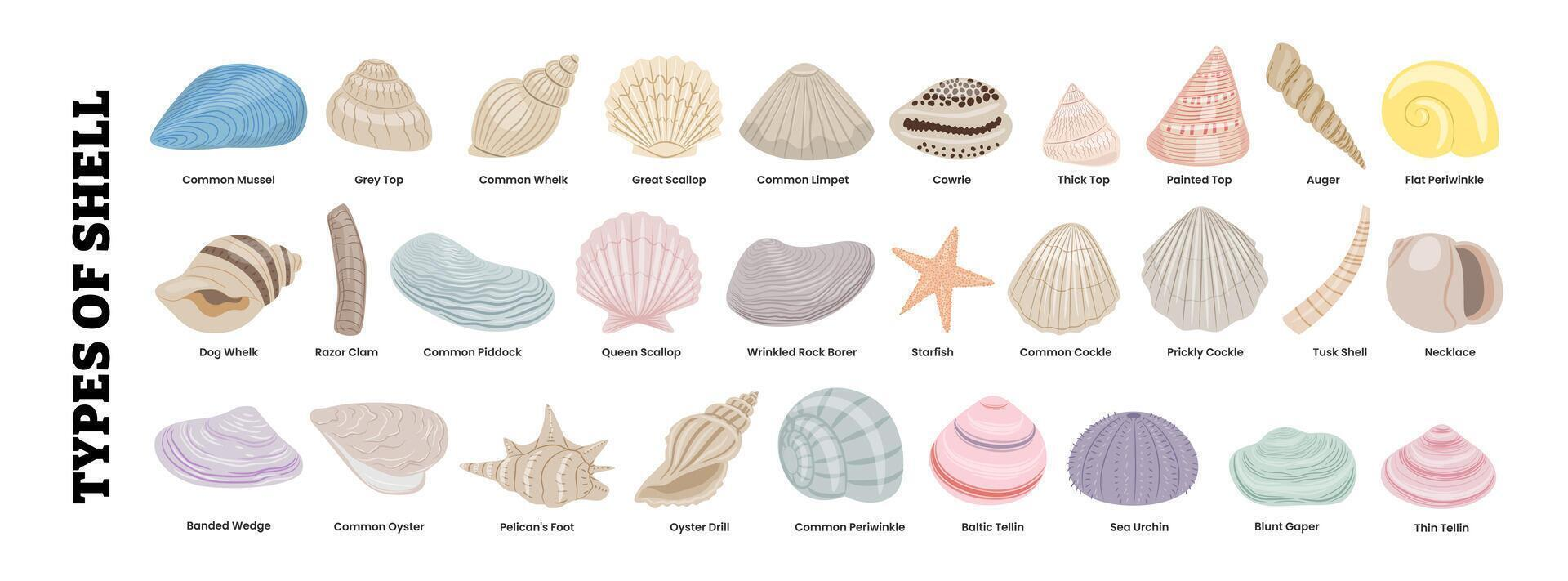 Infographic showing 29 types of shells including scallops, oysters, clams, whelks, and sea urchins