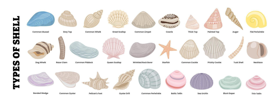 Infographic showing 29 types of shells including scallops, oysters, clams, whelks, and sea urchins
