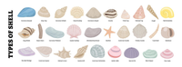 Infographic showing 29 types of shells including scallops, oysters, clams, whelks, and sea urchins