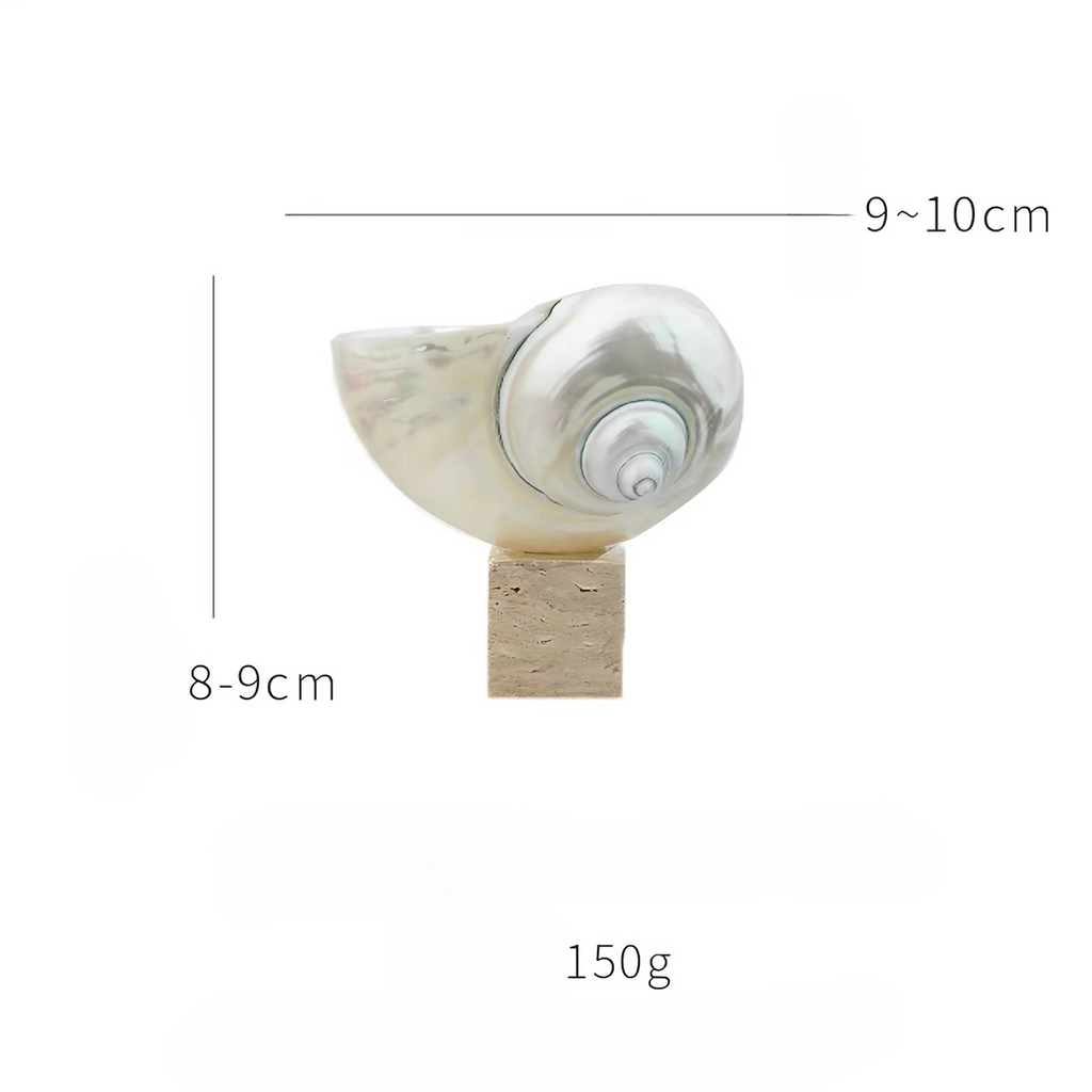 Ocean Relic Shell Sculpture| Natural Shell Jewelry Holder