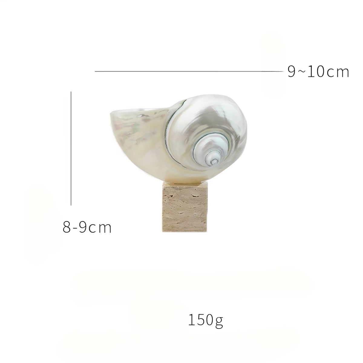 Ocean Relic Shell Sculpture| Natural Shell Jewelry Holder
