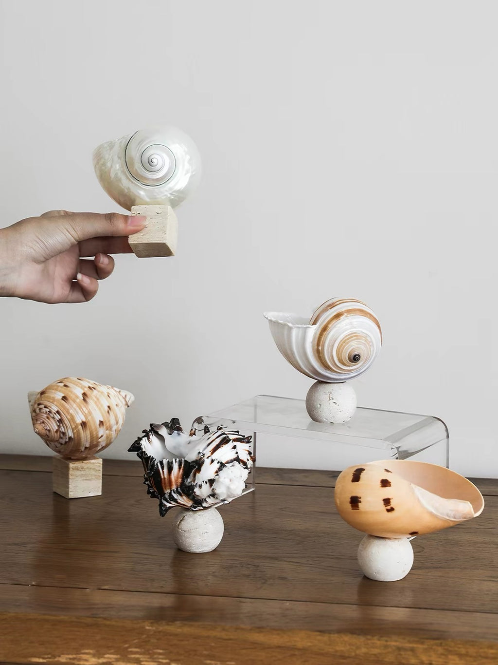 Ocean Relic Shell Sculpture| Natural Shell Jewelry Holder