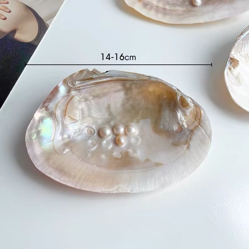 Natural Seashell Trinket Tray with Pearls