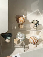 Ocean Relic Shell Sculpture| Natural Shell Jewelry Holder