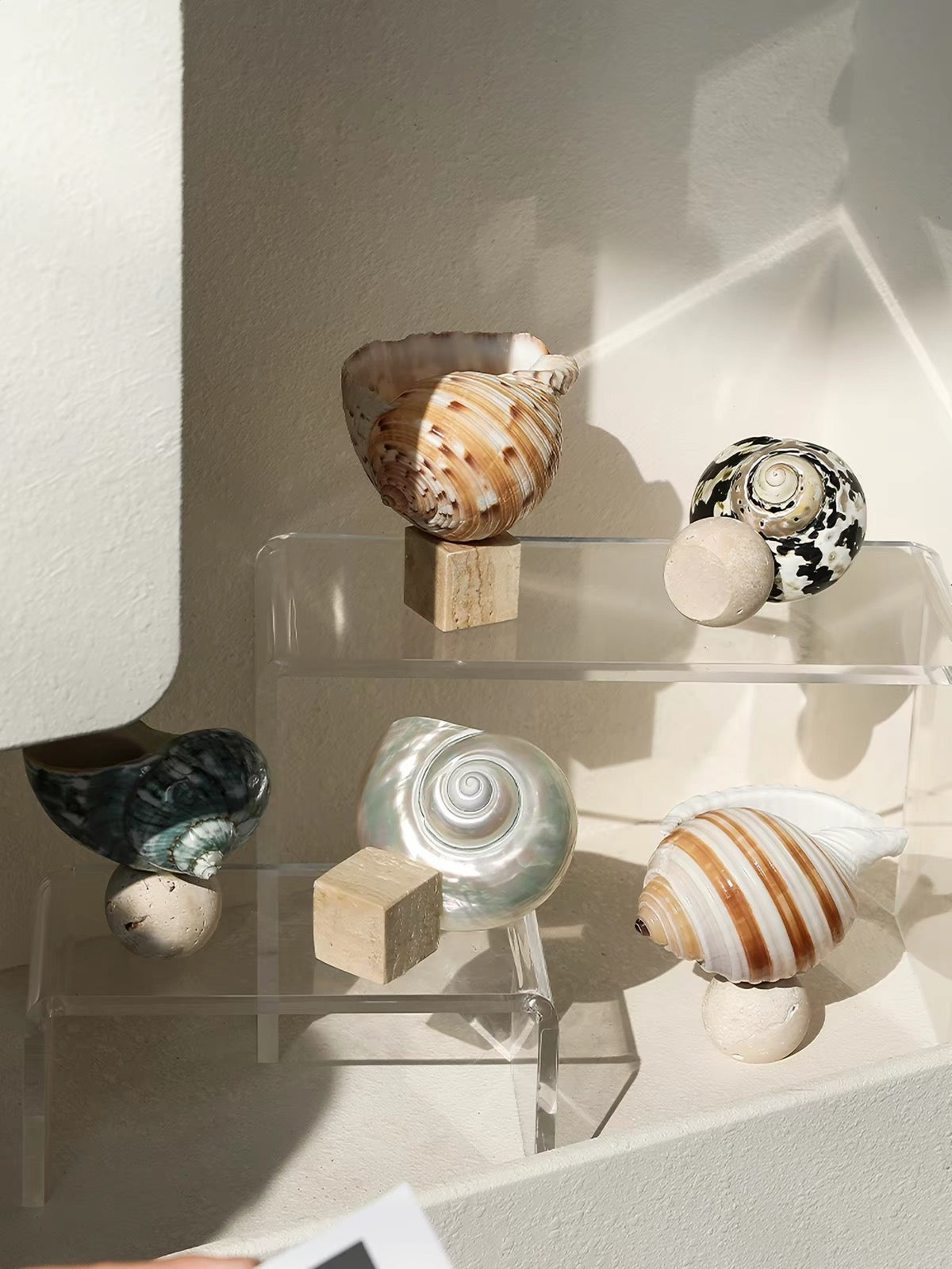 Ocean Relic Shell Sculpture| Natural Shell Jewelry Holder