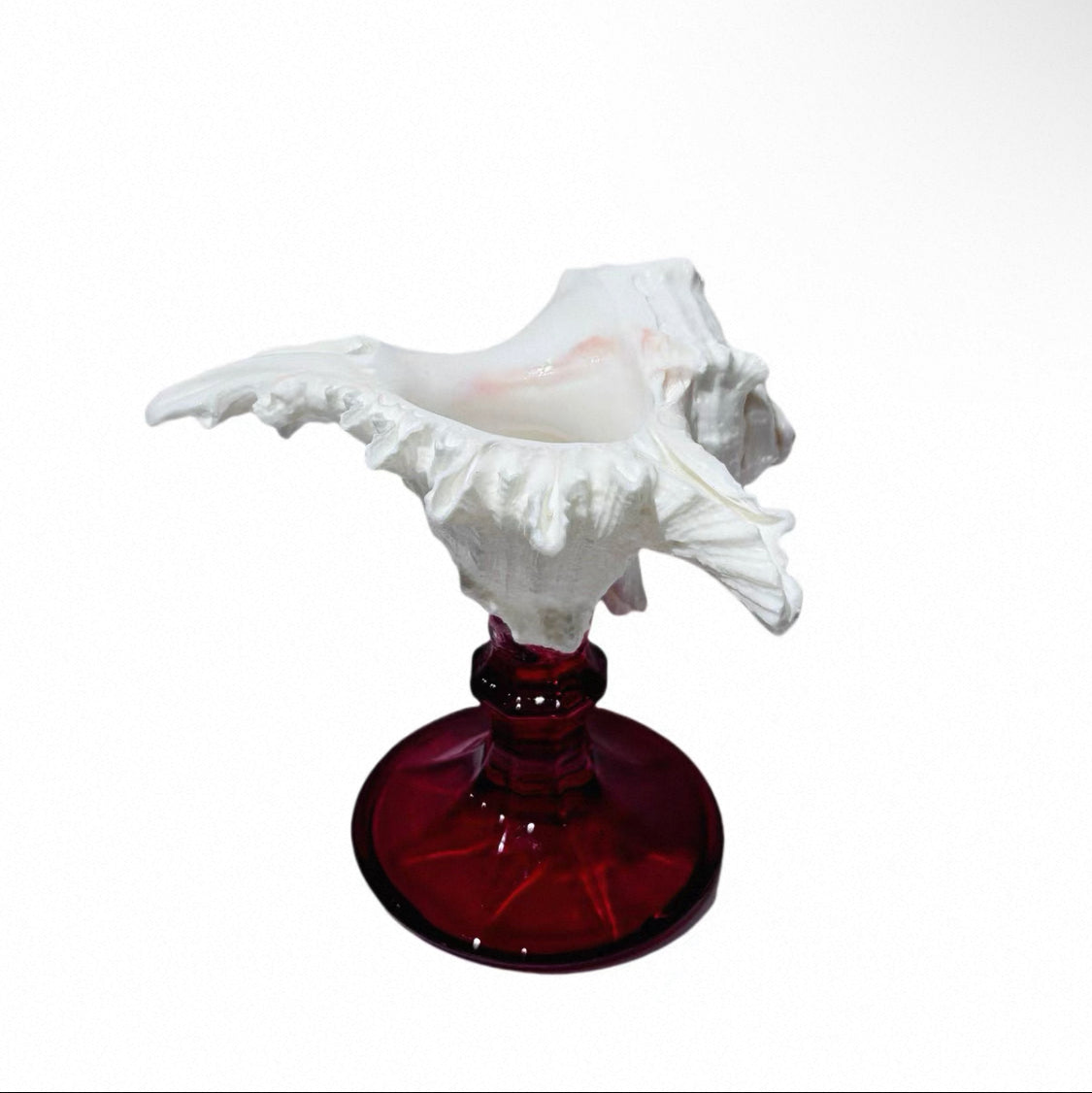 Natural Seashell Goblet ＆ Candle Holder