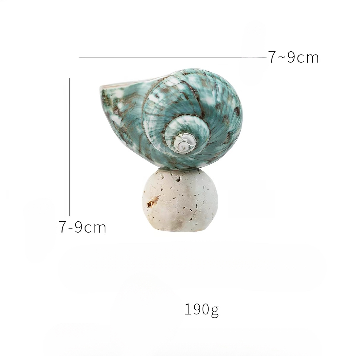 Ocean Relic Shell Sculpture| Natural Shell Jewelry Holder