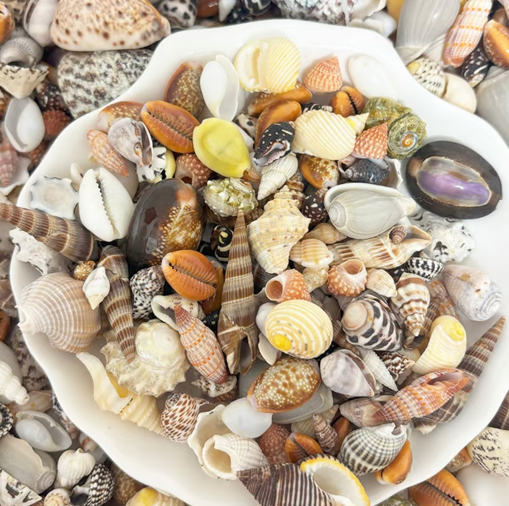 Coastal Shell Mystery Bag