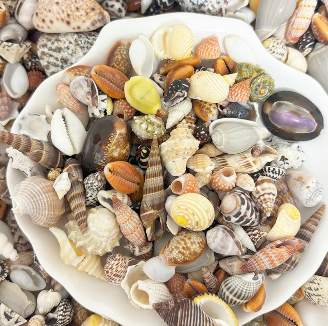 Coastal Shell Mystery Bag
