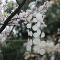 Misty Harbor Capiz Dreamcatcher Wind Chime