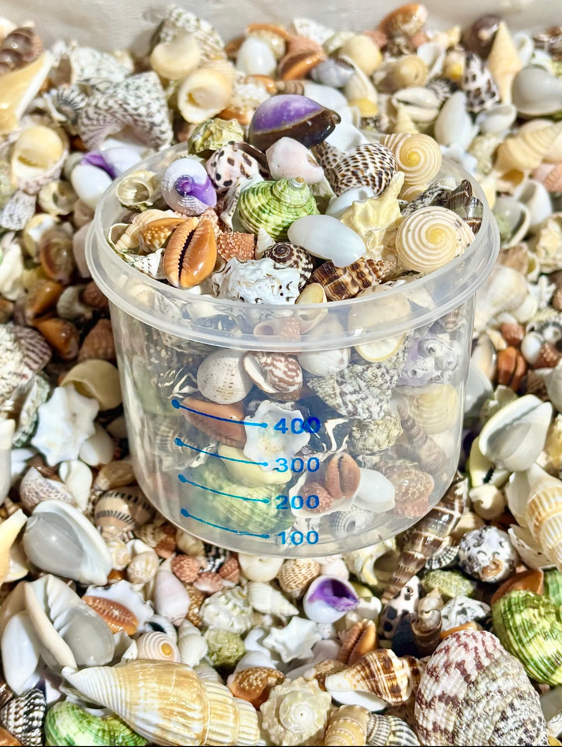 Coastal Shell Mystery Bag