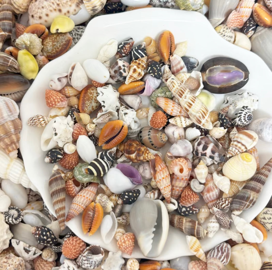 Coastal Shell Mystery Bag