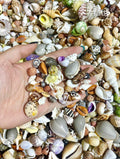 Coastal Shell Mystery Bag