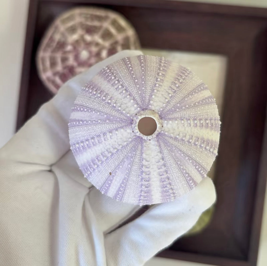 Sea Halo Urchin Shell Set