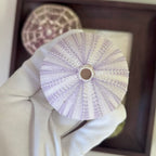 Sea Halo Urchin Shell Set