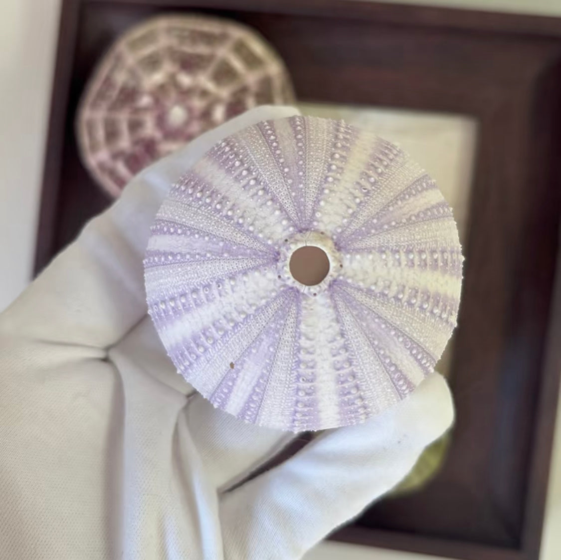Sea Halo Urchin Shell Set