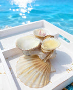 Ocean Haven Shell Organizer