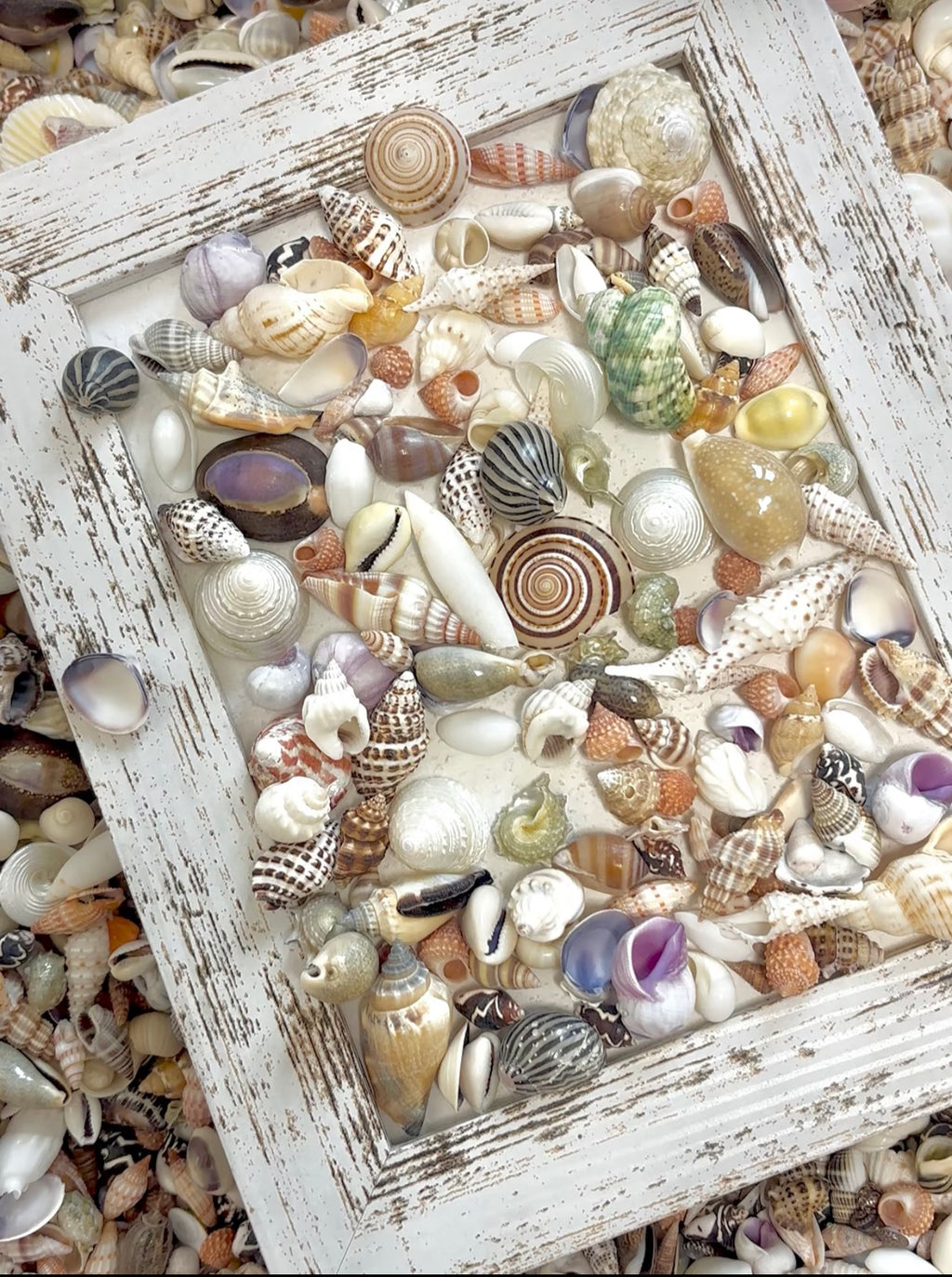 Coastal Shell Mystery Bag