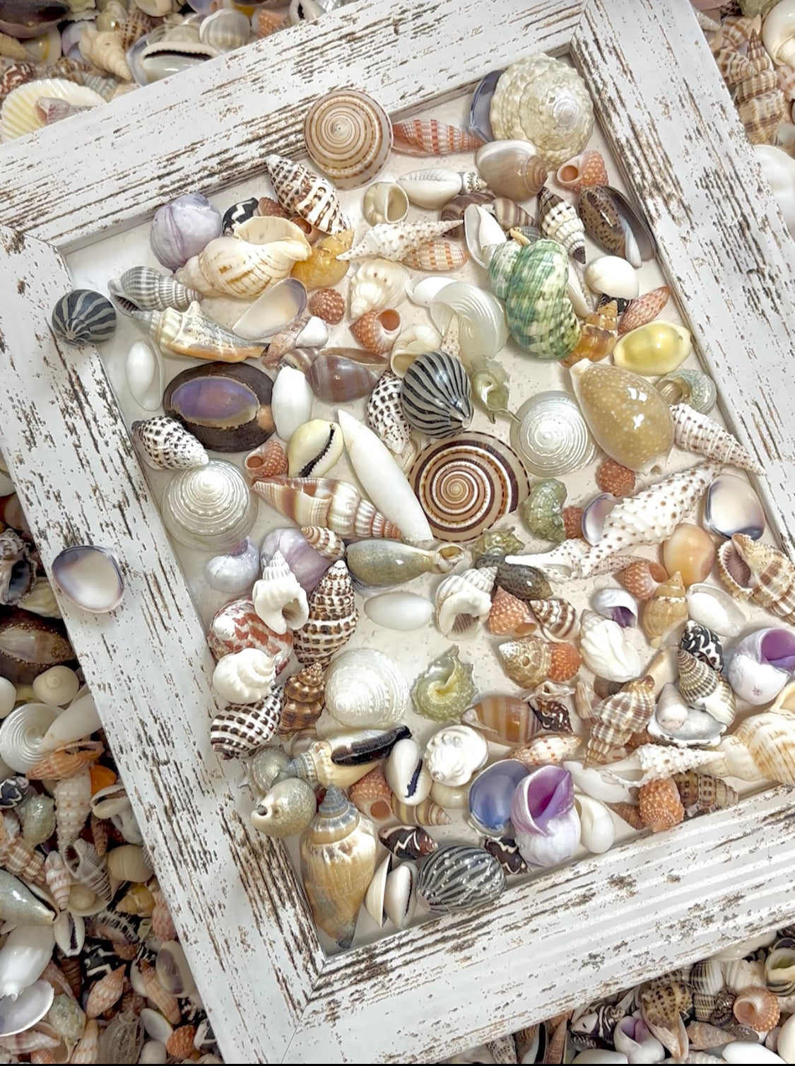 Coastal Shell Mystery Bag