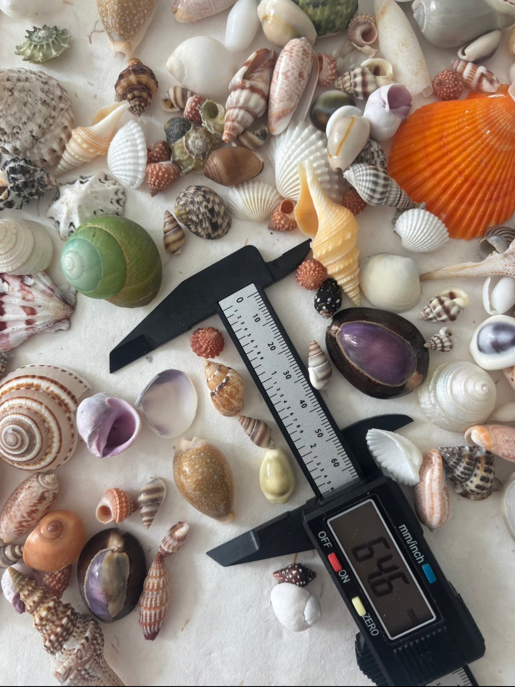 Coastal Shell Mystery Bag