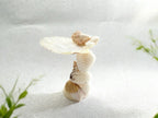 Sea Pearl Candle Haven – Mediterranean Shell Candle Holder
