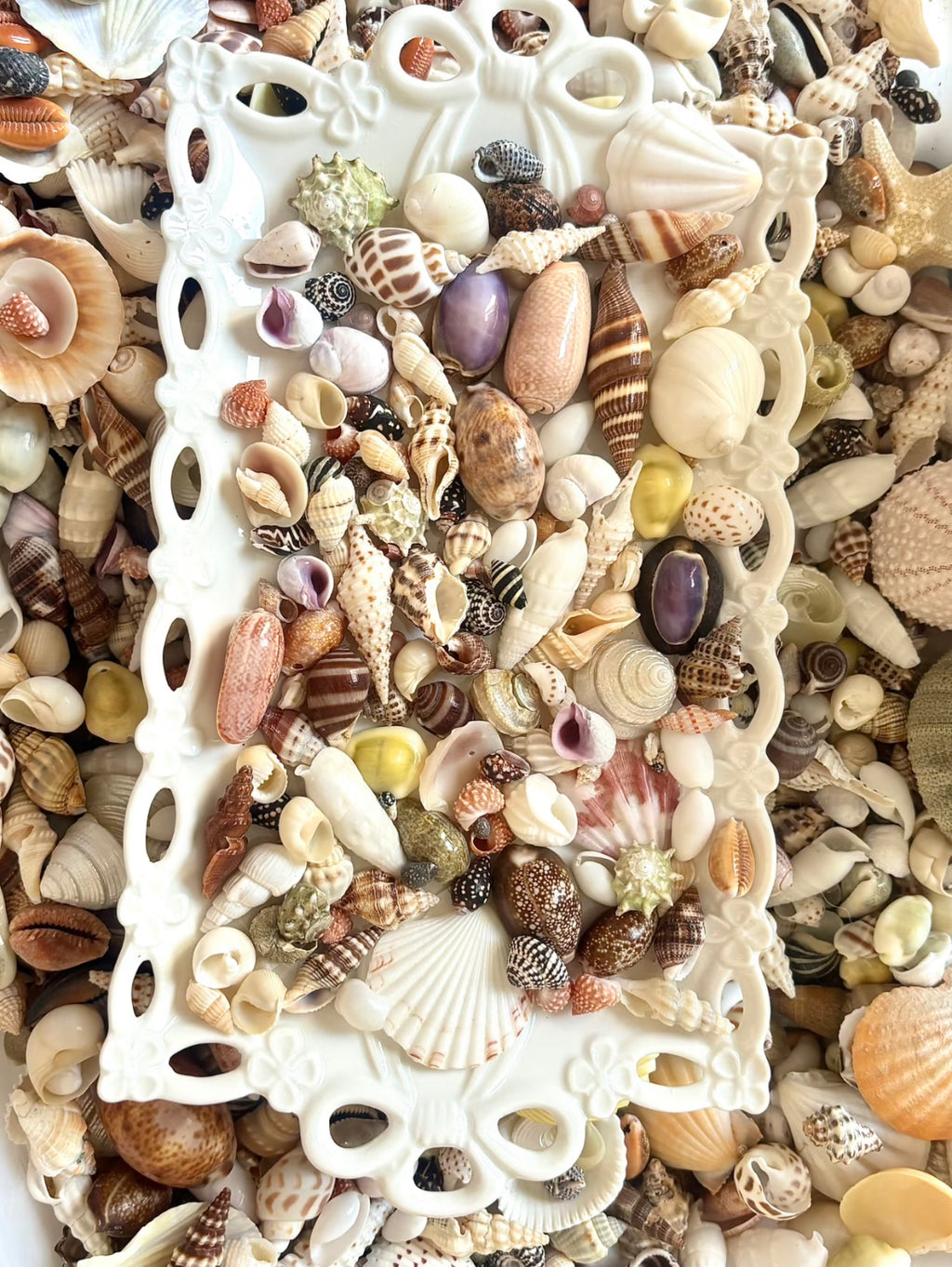 Coastal Shell Mystery Bag