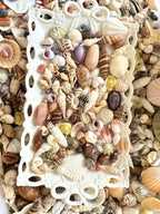 Coastal Shell Mystery Bag