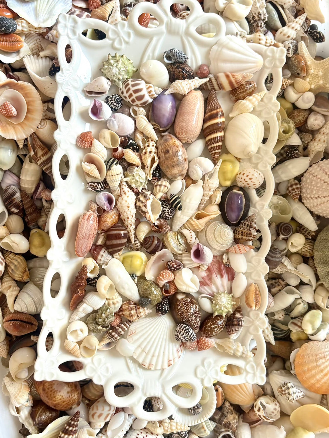 Coastal Shell Mystery Bag