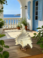 Sea Crown Conch Sculpture
