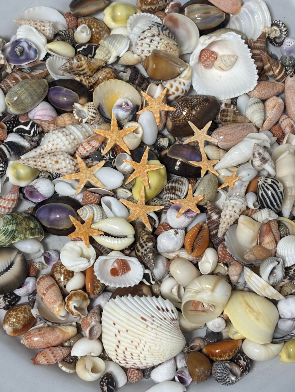 Coastal Shell Mystery Bag