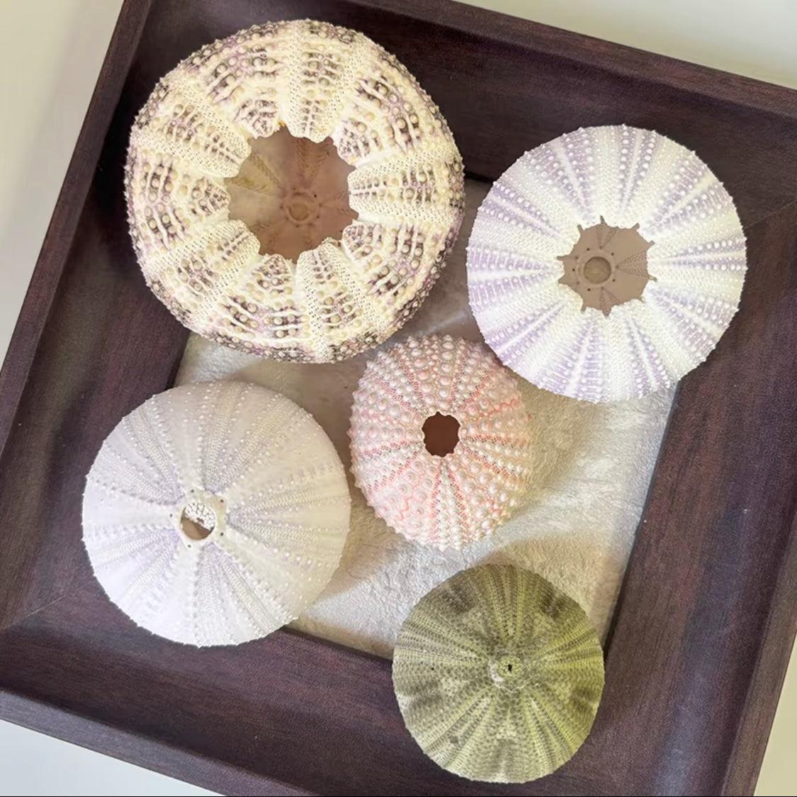 Sea Halo Urchin Shell Set