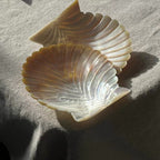 Shell Bloom Dish – Natural Yellow Butterfly Shell Tray