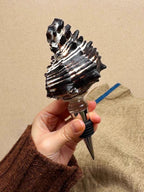 Natural Seashell Wine Stopper