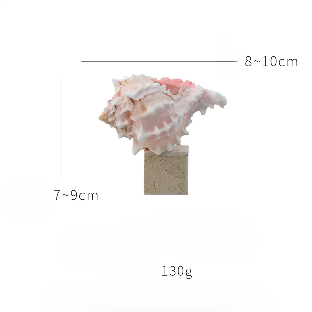Ocean Relic Shell Sculpture| Natural Shell Jewelry Holder