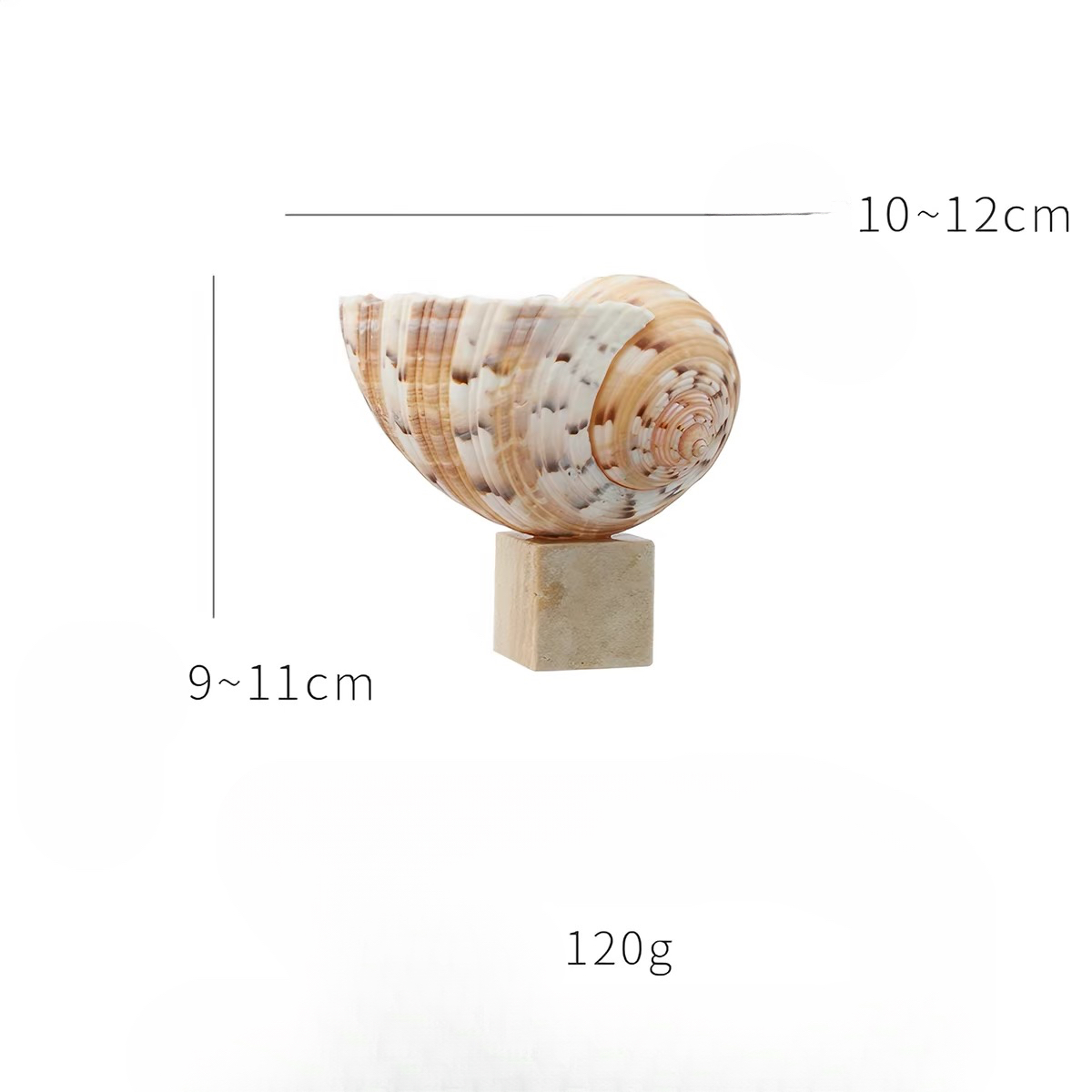 Ocean Relic Shell Sculpture| Natural Shell Jewelry Holder