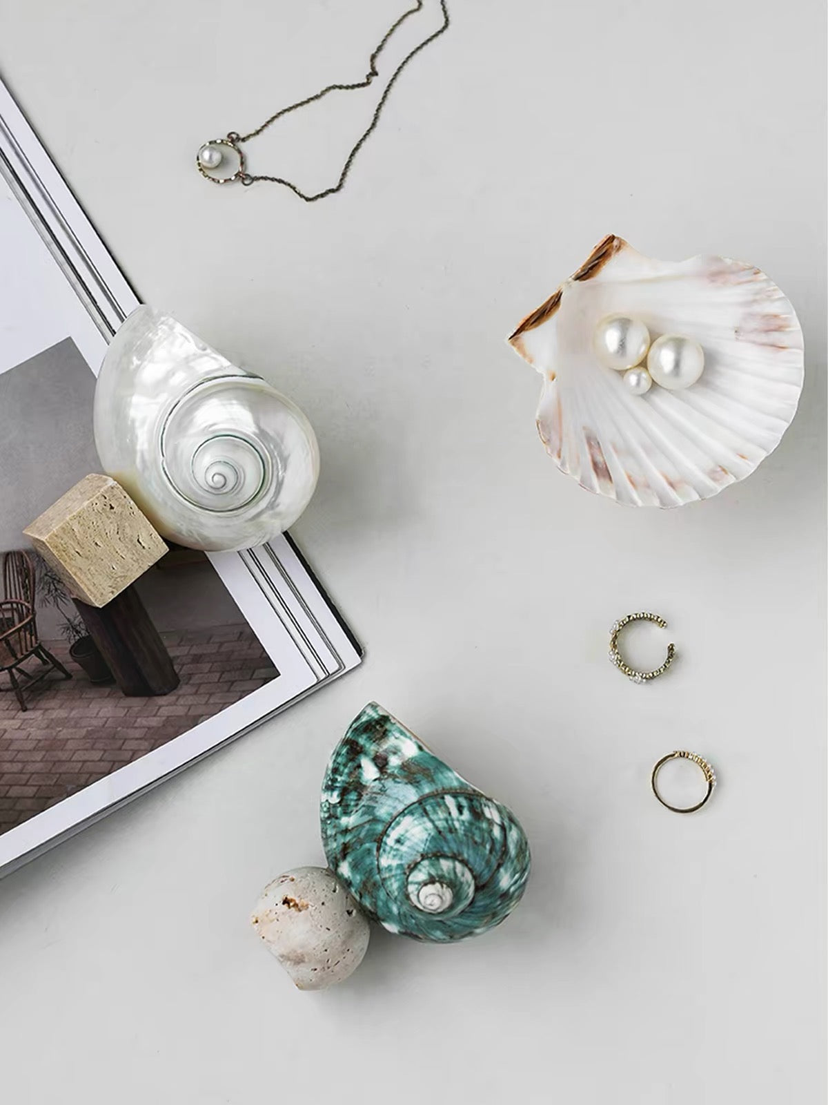 Ocean Relic Shell Sculpture| Natural Shell Jewelry Holder