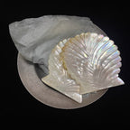 Shell Bloom Dish – Natural Yellow Butterfly Shell Tray