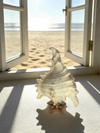 Sea Crown Conch Sculpture
