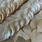 GinkgoNacre Leaf Dish – Handcrafted Yellow Mussel Shell Tray