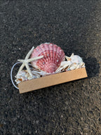 Pink Tide Seashell Night Light | Handmade Coastal Table Lamp