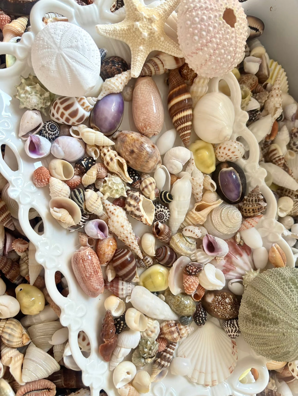 Coastal Shell Mystery Bag