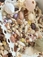 Coastal Shell Mystery Bag