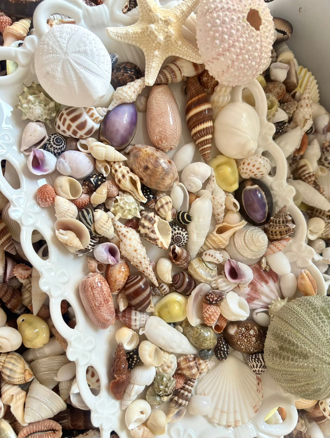 Coastal Shell Mystery Bag