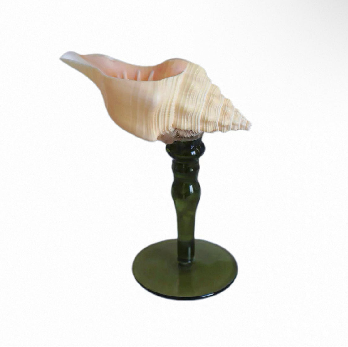 Natural Seashell Goblet ＆ Candle Holder