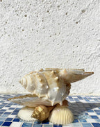 Ocean Haven Shell Organizer